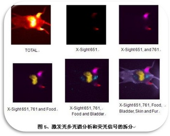 奧林巴斯顯微鏡 激發(fā)光多光譜分析和熒光信號的拆分