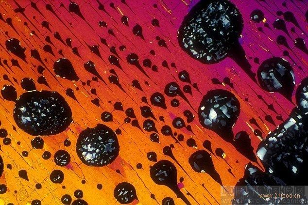奧林巴斯顯微鏡 顯微鏡下的愛(ài)爾蘭貯藏啤酒