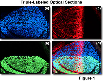 奧林巴斯顯微鏡 confocal2 figure1