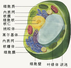 細胞結(jié)構(gòu)