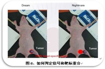 奧林巴斯顯微鏡 如何判斷信號和靶標重合