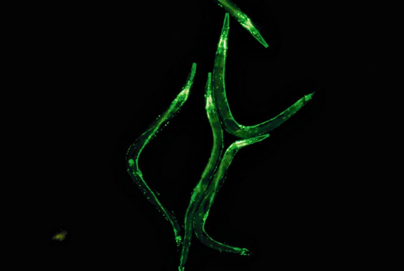 圖5：C.elegans，GFP在神經(jīng)系統(tǒng)中的表達(dá)